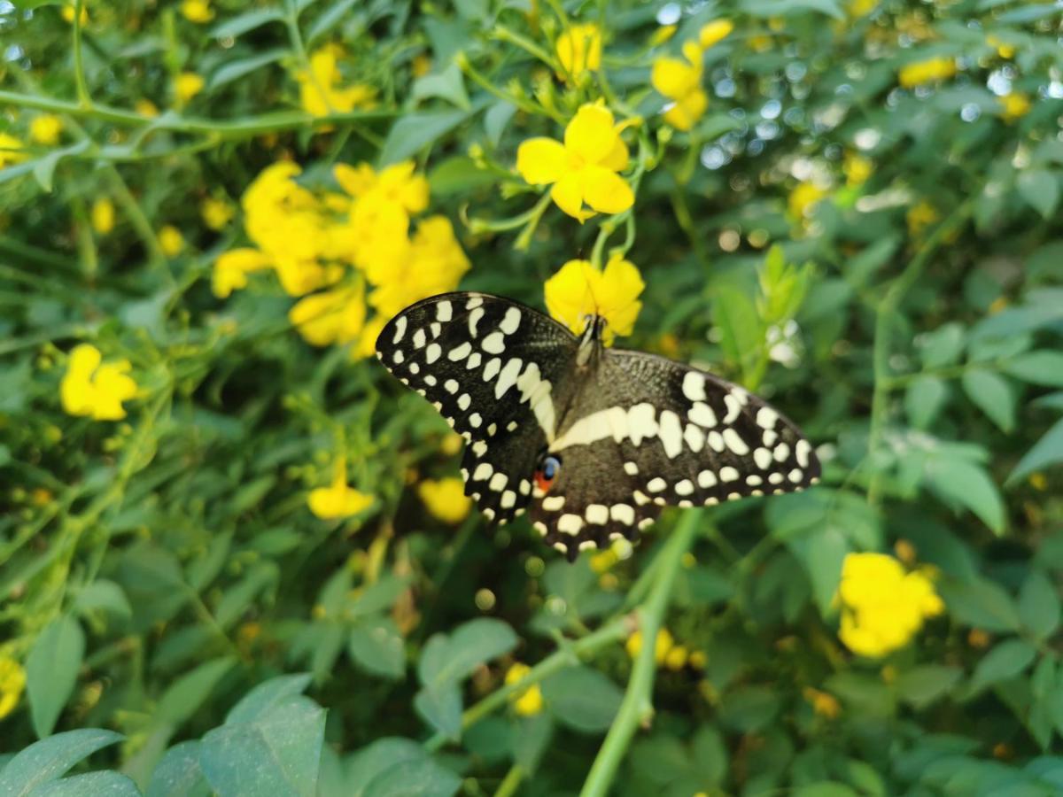 The Yellow Butterfly Феринихинг Экстерьер фото